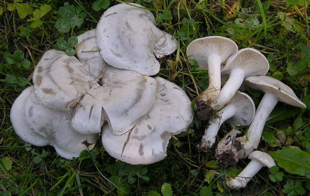 Totofungo...per chi vuole provarci.